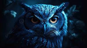 blue owl wallpapers wallpapers 4k