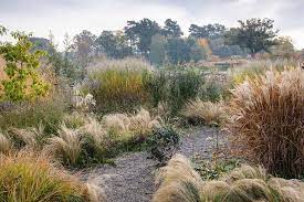 How To Grow Ornamental Grasses Rhs