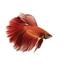 Bettas inside fish stores have vibrant and exotic colors. The Fascinating Origin Of Betta Fish And Other Fun Betta Facts