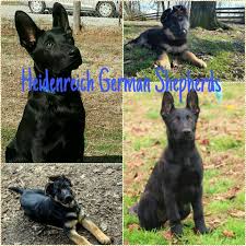 Not all breeders have the standard that should be in place for correct breeding. Heidenreich German Shepherds Richmond Kentucky Facebook