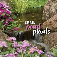 Small Plants For Small Ponds About