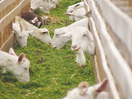 treating worms in dairy goats