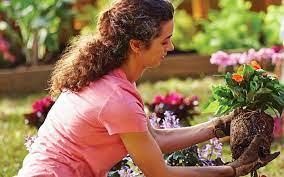 How To Plant Flowers The Home Depot