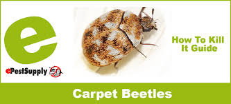 carpet beetles how to get rid of