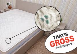 How To Get Rid Of Dust Mites Carpet