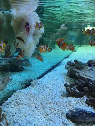 Aquarium berdiri sejak tahun 2016berlokasi di jalan raya bypass. Pusat Ikan Hiasan Port Dickson 2021 All You Need To Know Before You Go With Photos Port Dickson Malaysia Tripadvisor