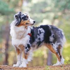 He is in his element when he has work to do and is an amazing addition to any family household! Australian Shepherds Vs Border Collies Similarities And Differences