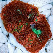 mini carpet anemone r aquarium