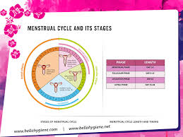 Menstrual Cycle And Its Stages Menstrual Cycle Cycling