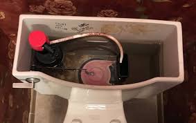 Black Mold In A Toilet The And