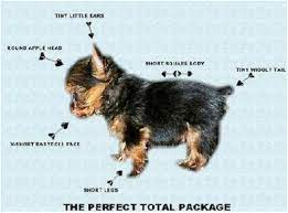 so you want to a yorkie yorkies