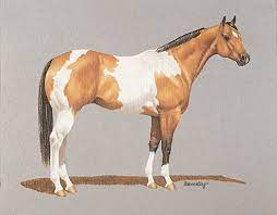 Apha Com Paint Horse Coat Colors
