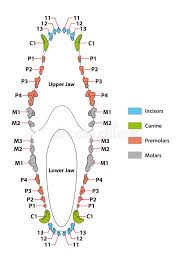 Construction Of A Dogs Teeth Dental Formula Stock