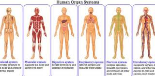 The Human Body System Quiz Proprofs Quiz