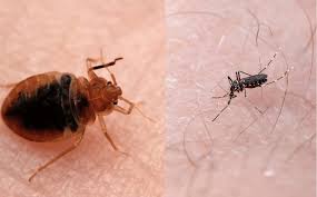 Bed Bug Biteosquito Bites