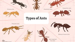9 types of ants and how to get rid of