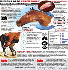 Image result for glanders in horses
