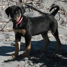 The doberman shepherd puppy is extremely energetic. Doberman Shepherd Dog Breed Information And Pictures