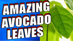 14 amazing avocado leaves benefits