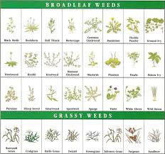 Weed Identification Chart Is Pest Control Safe Runescape