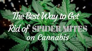 How to prevent spider mites from coming back! The Best Way To Get Rid Of Spider Mites On Cannabis