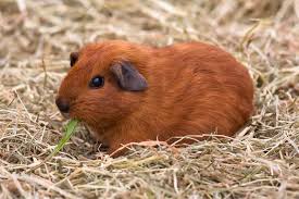what is the best hay for a guinea pig