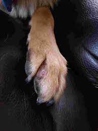 hi so my dog has this between his toes