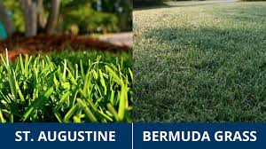 st augustine vs bermuda gr turf