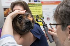 We have been delighted to have received lots of offers of foster homes and have been compiling a list of. Patterson Dog And Cat Hospital In Detroit Is Oldest Veterinary Clinic