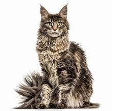 maine cat breed information purina