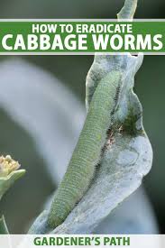 control cabbage worms on bricas