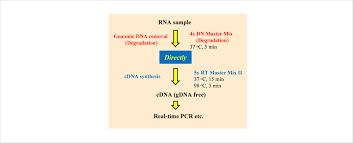 For this purpose the specialized enzyme reverse. Products Cdna Synthesis Kits Revertra Ace Qpcr Rt Master Mix With Gdna Remover Toyobo Biotech Support Department