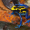 .frog for sale near me from a captive bred baby pacman frog breeder of the finest horned frogs we have a variety of pacman frogs for sale including ornate, green, brown, sunburst, strawberry pacman, or horned frogs for sale come from the damp, humid forests of south america. Https Encrypted Tbn0 Gstatic Com Images Q Tbn And9gcqvcypvqewawd Inbdnayvgwabjnb7nzv7cw6lrpnghqpsktldd Usqp Cau