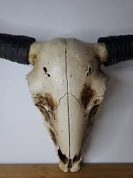1 Retro Faux Steer Skull Longhorn Skull
