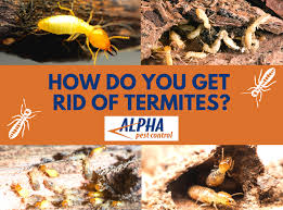 getting rid of termites in arizona