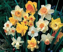 The secret story of daffodils - Suttons Gardening Grow How