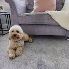 how to keep carpet clean with pets