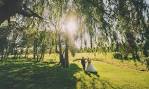 Weddings - Forrester Park