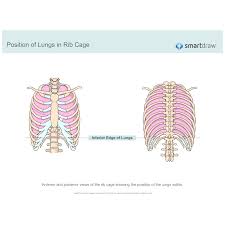 Position Of Lungs In Rib Cage
