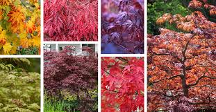 18 types of anese maples with