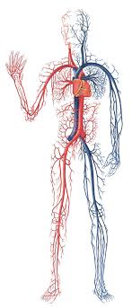 Cardiovascular system is primarily considered as the human body's transport system. Circulatory System Diagram Not Labeled Google Search Human Circulatory System Circulatory System Human Body Science