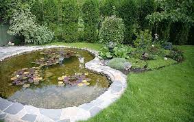How To Set Up A Pond And Things To