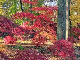 my colorful anese maple woodland