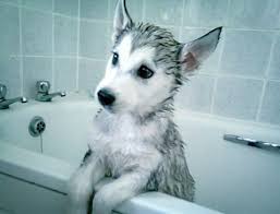 Image result for husky puppy