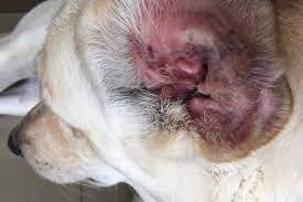 dog ear infections the simple and
