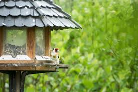 mangeoire pour oiseaux nos astuces