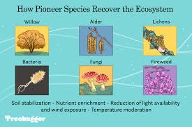 what is a pioneer species definition