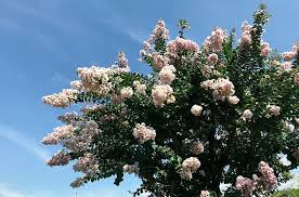 よく見かける「夏の花」の名前6選。散歩や通勤で花を愛でよう【関東近郊】｜じゃらんニュース