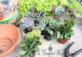 How To Create A Succulent Dish Garden