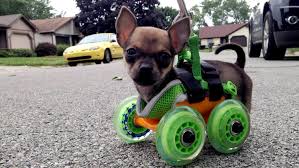 disabled chihuahua on the move with 3 d